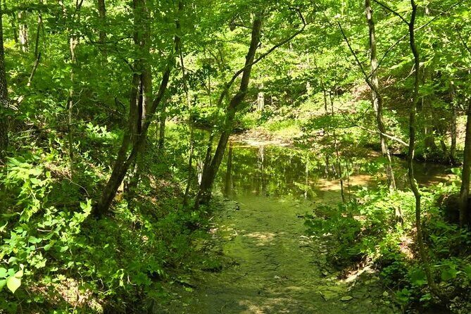 Meditative, Forest Bathing Hike followed by Yoga on the Deck - Good To Know
