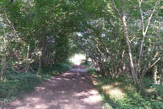 Meditative Walk in the Forest - Additional Information and Resources