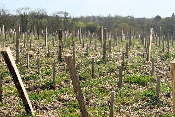 Medoc 1855 Individual Full Day Wine Tour - Who Will Love This Tour?