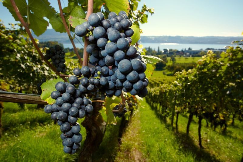 Medoc Full Day or Half Day Wine Tour from Bordeaux - What happens on the half-day tour