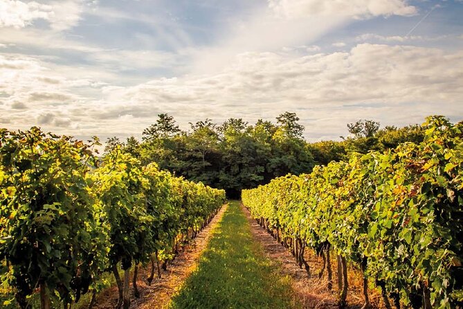 Médoc Region Half-Day Wine Tour With Winery Visit & Tastings From Bordeaux - Logistics and Important Information