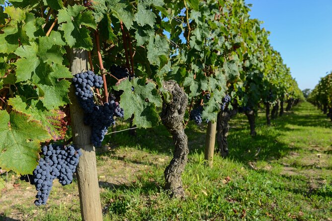Medoc Region Wine Day Trip With Vineyard Visits & Tastings From Bordeaux - Transportation and Logistics