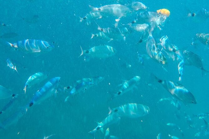 Medulin: Glass Boat Tour Experience to Kamenjak With Mermaid - Additional Information