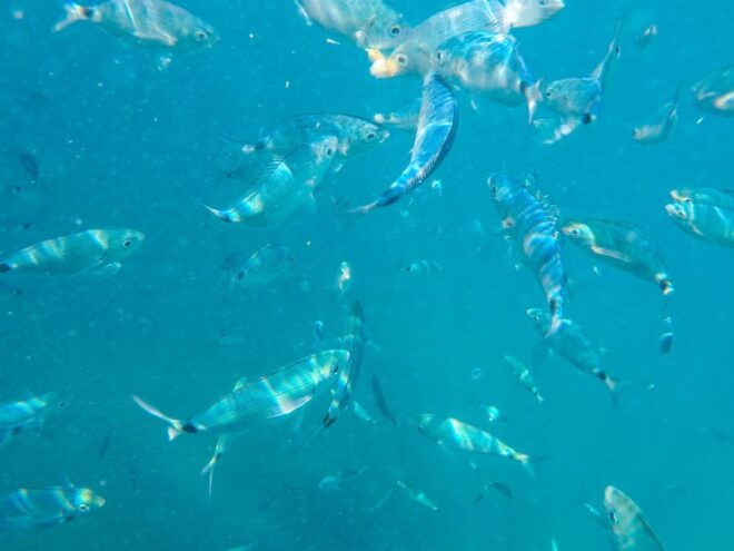 Medulin: Private Glass Bottom Boat Tour to Levan Island - Flexible Booking and Cancellation