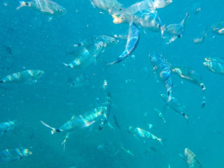 Medulin: Private Glass Bottom Boat Tour to Levan Island - Highlights