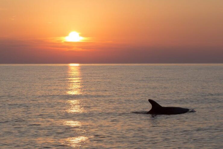 Medulin: Private Sunset Cruise With Dolphin Watching - Itinerary and Highlights