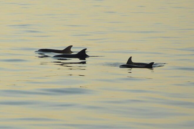 Medulin: Private Sunset Cruise With Dolphin Watching - Safety and Accessibility