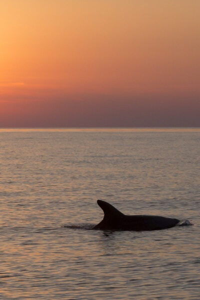 Medulin: Private Sunset Cruise With Dolphin Watching - Frequently Asked Questions