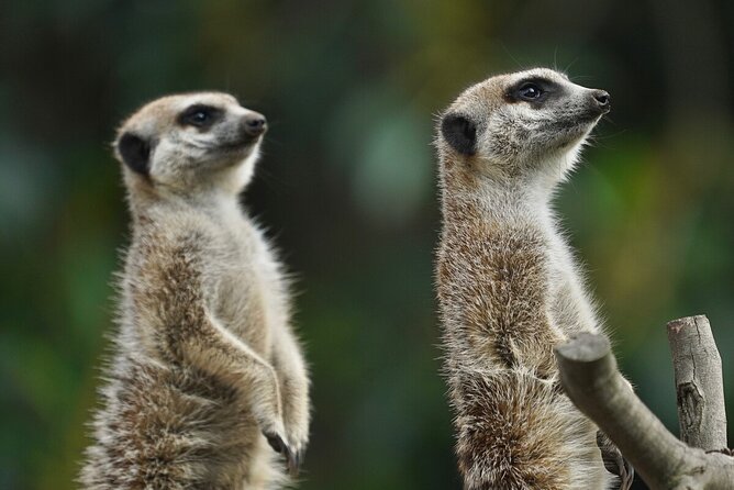 Meerkat Experience at Melbourne Zoo - Guided Tour by a Ranger