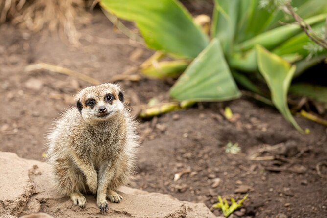 Meerkat Experience at Melbourne Zoo - Learning About Meerkat Behavior and Conservation