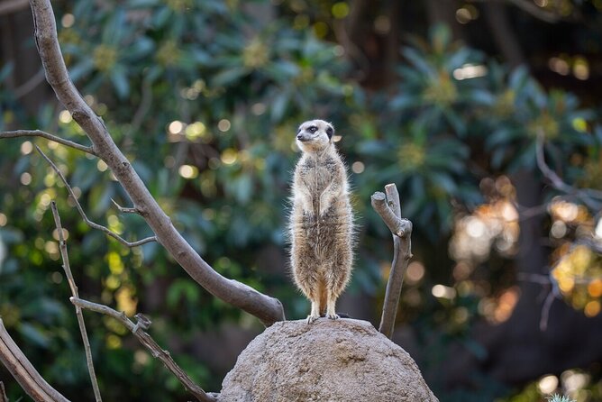Meerkat Experience at Melbourne Zoo - Common Questions