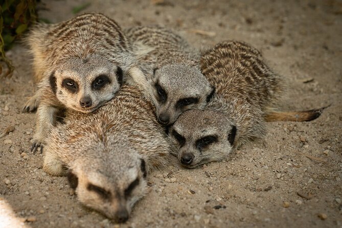 Meerkat Experience at Werribee Open Range Zoo - Interacting With Meerkats