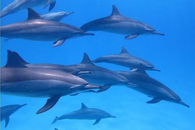 Meet Dolphins in Huatulco - Good To Know