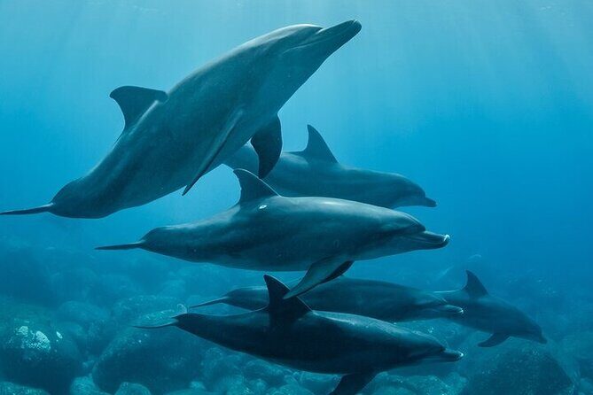 Meet Dolphins in Huatulco - The Itinerary in Detail