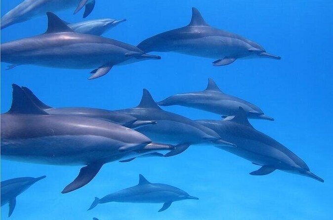 Meet Dolphins in Huatulco - Who This Tour Fits Best