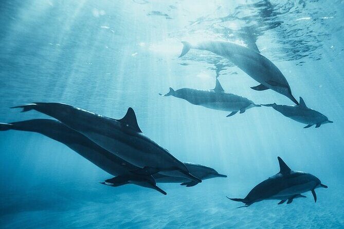 Meet Dolphins in Huatulco - Final Thoughts