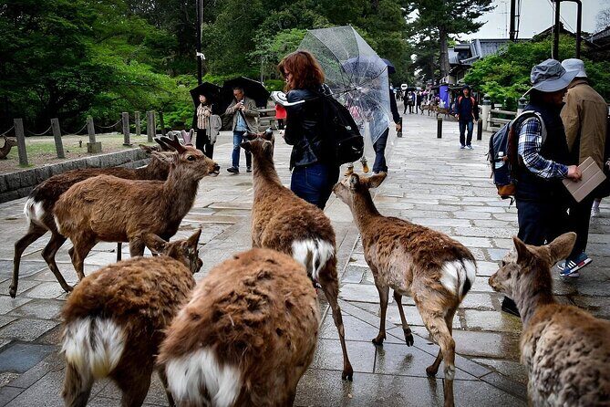 Meet the Deer Discover the Buddha in Nara With a Private Car - Good To Know  