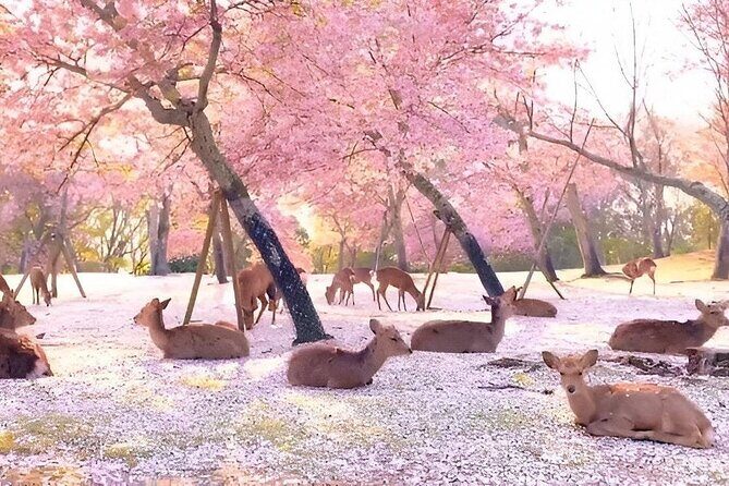 Meet the Deer Discover the Buddha in Nara With a Private Car - UNESCO World Heritage Sites—Todai-ji and Kofuku-ji