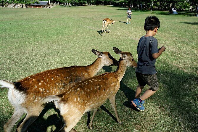 Meet the Deer Discover the Buddha in Nara With a Private Car - Who Should Consider This Tour?