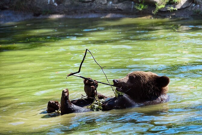 Meet the Free Bears and Visit Draculas Castle in a Day Trip From Bucharest - What To Expect