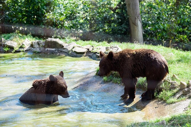 Meet the Free Bears and Visit Draculas Castle in a Day Trip From Bucharest - Reviews