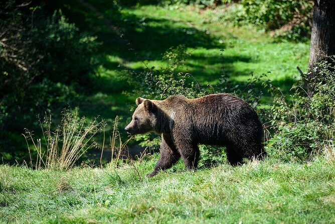 Meet the Free Bears and Visit Draculas Castle in a Day Trip From Bucharest - The Sum Up