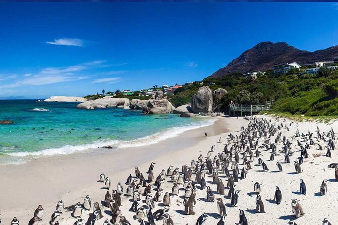 Meet the Penguins, Cape Town - Simons Town: A Quaint Coastal Town
