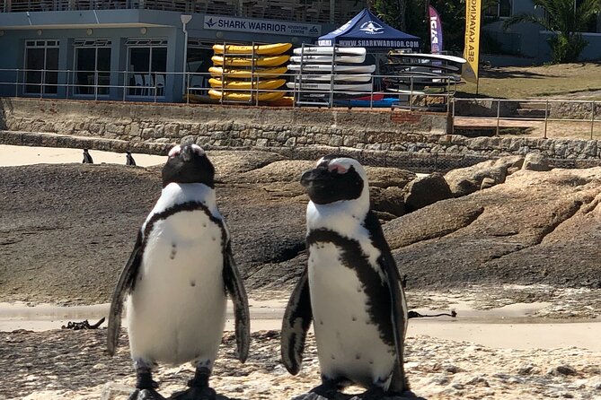 Meet the Penguins, Cape Town - Duration: 5 Hours of Penguin Encounters