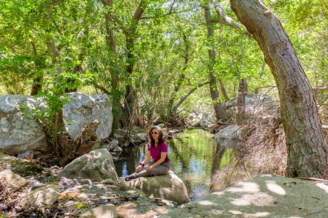 Meet the Trees in Cyclades Hiking (Small Group Experience) - The Hiking Route Details