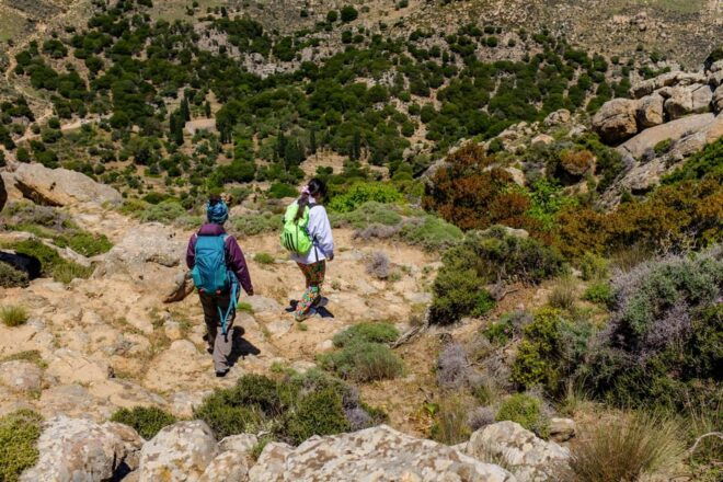 Meet the Trees in Cyclades Hiking (Small Group Experience) - Nature Educational Activities