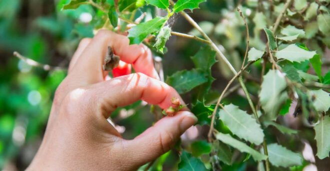 Meet the Trees in Cyclades Hiking (Small Group Experience) - Whats Included in the Tour