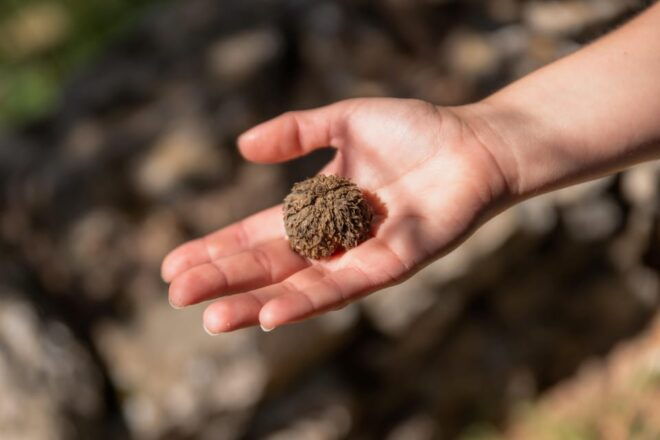 Meet the Trees in Cyclades Hiking Tour (Private Experience) - Detailed Itinerary