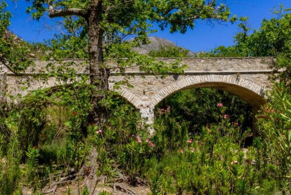 Meet the Trees in Cyclades Hiking Tour (Private Experience) - Why Choose a Private Tour