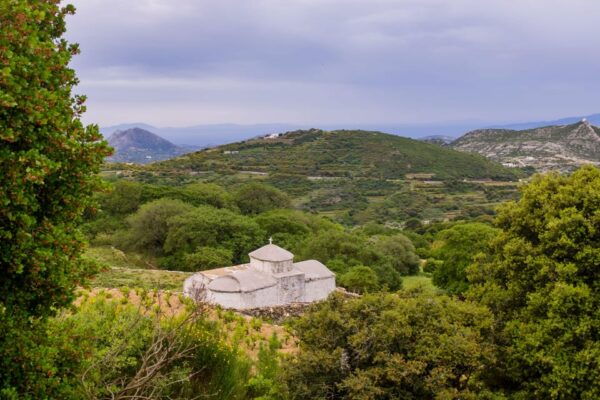 Meet the Trees in Cyclades Hiking Tour (Private Experience) - Tips for a Great Experience