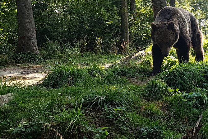 Meet Wild Brown Bears on the Roads to Real Draculas Fortress - Tour Details