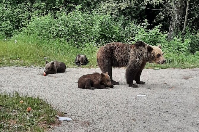 Meet Wild Brown Bears on the Roads to Real Draculas Fortress - Pickup Details