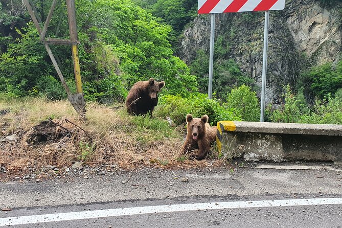 Meet Wild Brown Bears on the Roads to Real Draculas Fortress - What to Expect
