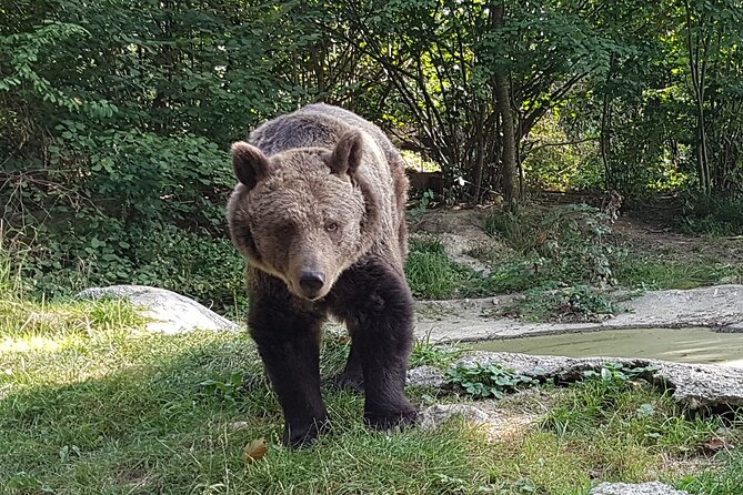 Meet Wild Brown Bears on the Roads to Real Draculas Fortress - Reviews