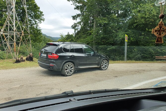 Meet Wild Brown Bears on the Roads to Real Draculas Fortress - Directions