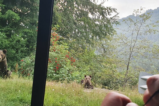Meet Wild Brown Bears on the Roads to Real Draculas Fortress - Frequently Asked Questions