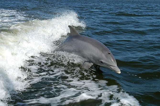 Mega Bite Dolphin Tour Boat in Clearwater Beach - Tour Details