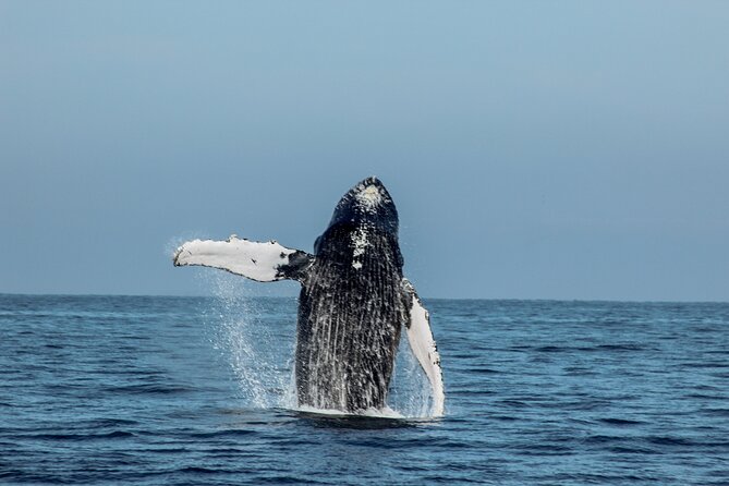 Mega Yacht Whale Watching Sunset Tour [All-Inclusive] - Departure Location and Time