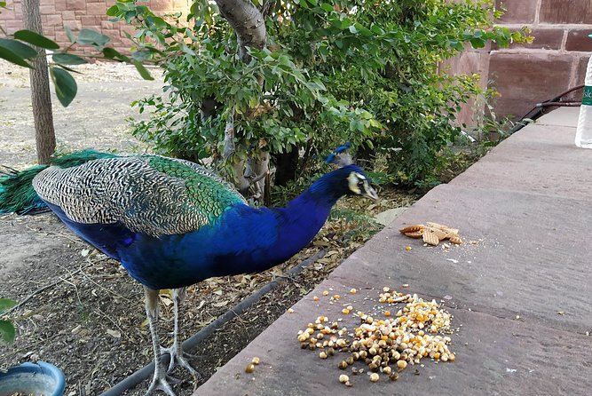 Mehrangarh Fort and Blue City Historic Tour With Local Guide - Traveler Reviews
