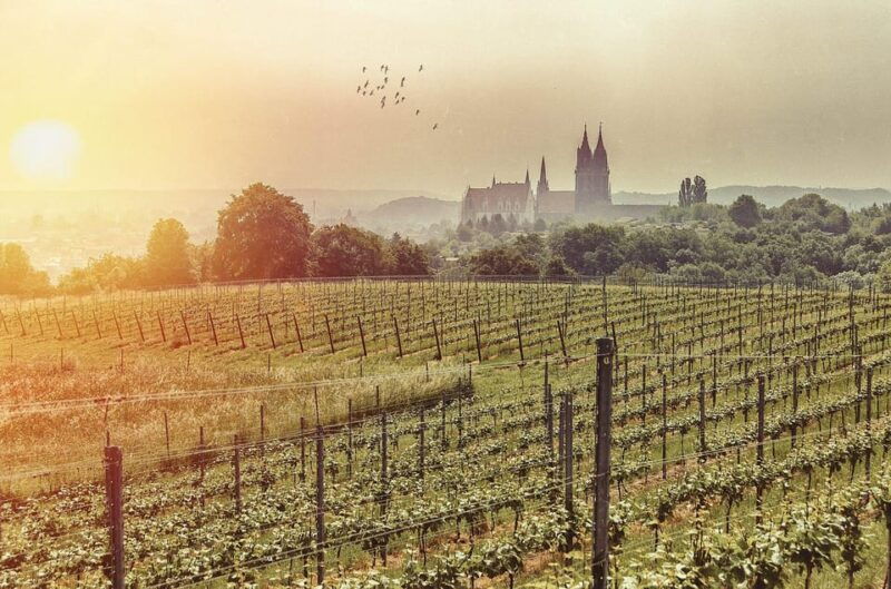 Meissen: Wine hike to the Rothes Gut winery including 3-person wine tasting - Introduction: Exploring Meissen’s Wine Hike