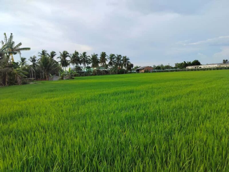 Mekong Delta Cruise & Explore Bicycle Full Day Small Group - A Detailed Look at the Mekong Delta Cruise & Bicycle Tour