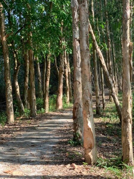 Mekong Delta: Experience the Hidden Gem of Local River Life - Weather and Health Considerations