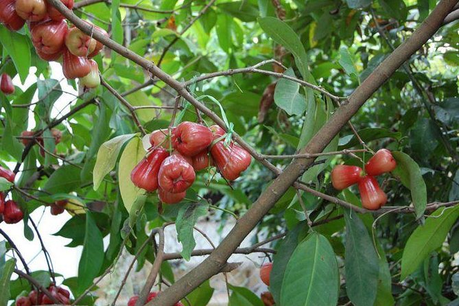 Mekong Delta Full Day by Speed Boat - Tour Price and Booking Information