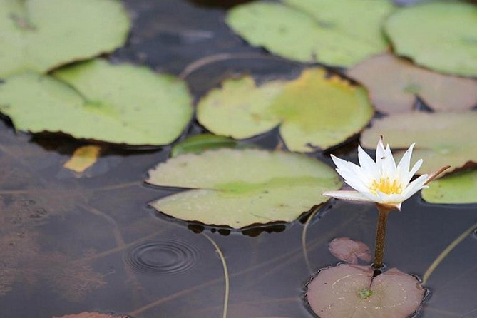 Mekong Delta Full Day Private Tour by Speedboat - Additional Information