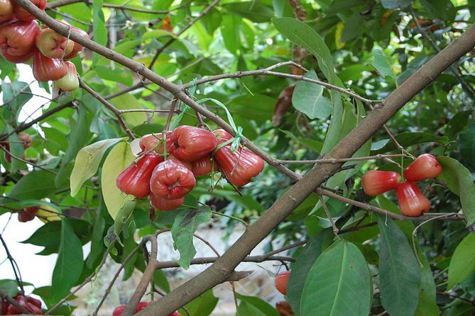 Mekong Delta Full Day Private Tour by Speedboat - The Sum Up