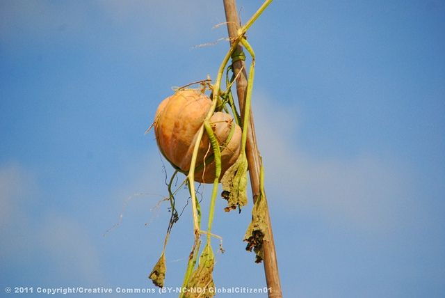 Mekong Tour: Cai Be - Can Tho Floating Market 2 Days - Tour Booking Details